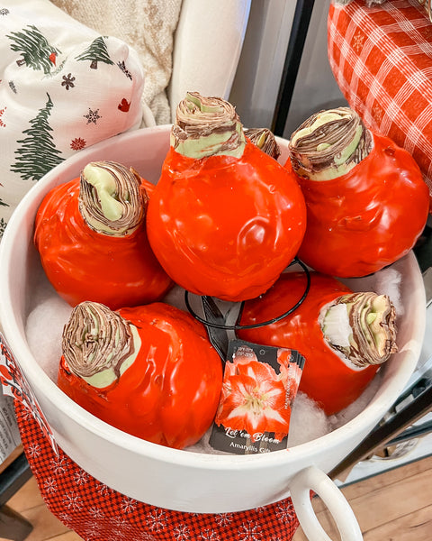 Amaryllis Red Wax - Red Lion Flower