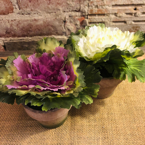Cabbage Floral
