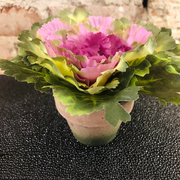 Cabbage Floral