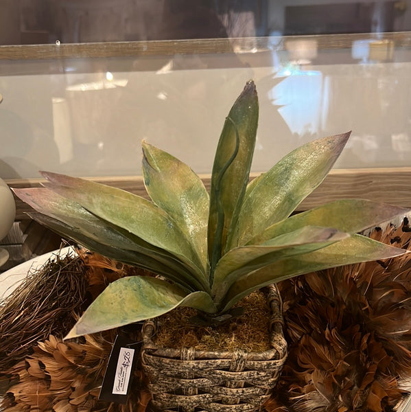 Agave Plant 12 x 4 x 4