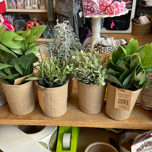 Herbs in paper pot 7 1/2” Assorted