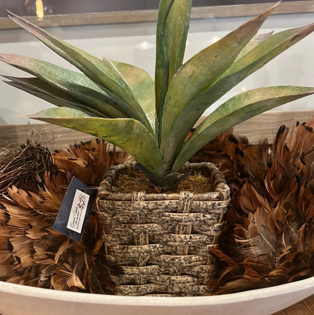 Agave Plant 12 x 4 x 4